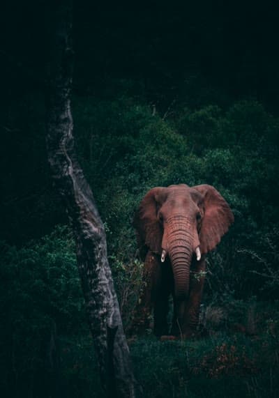 elephant